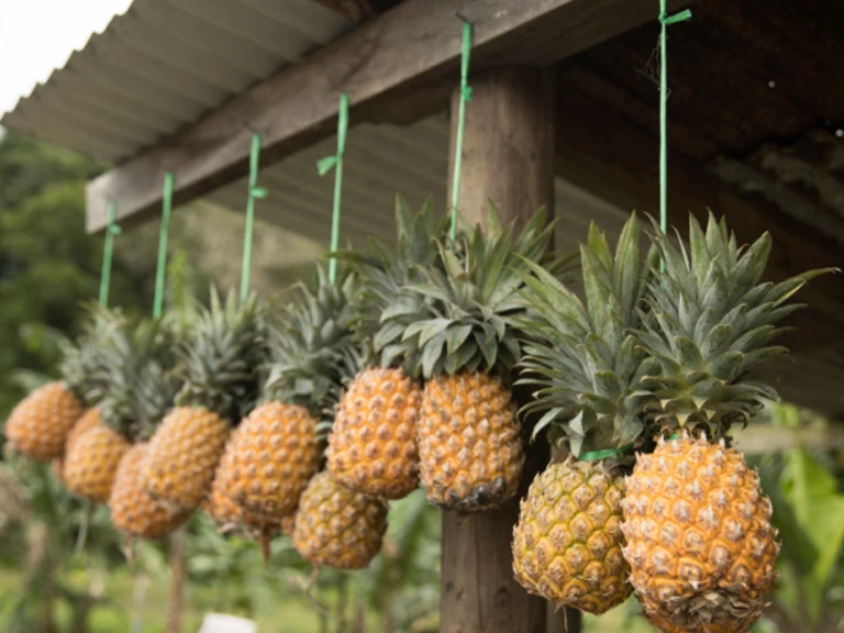 Ananas - La ferme de Jenny