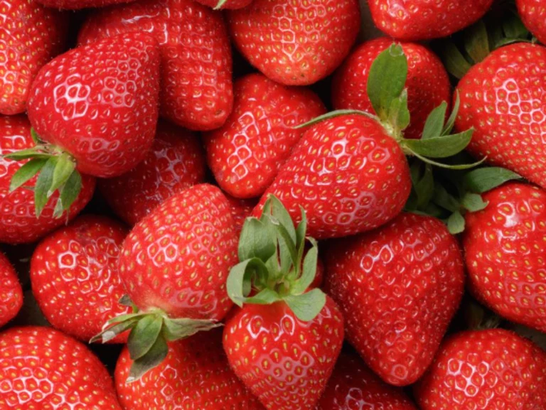 Fraises - La ferme de Jenny