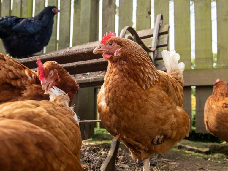 Lorem ipsum dolor sit amet - Entre les arbres!